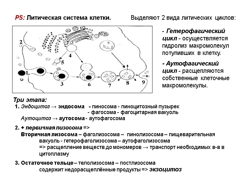 PS: Литическая система клетки.  Выделяют 2 вида литических циклов:  Гетерофагический цикл -